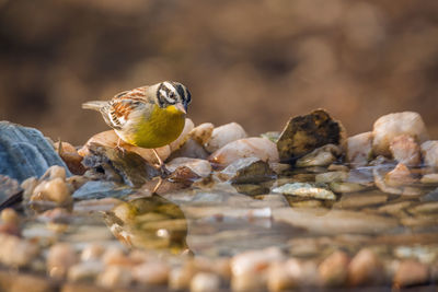 Close-up of bird perching on rock