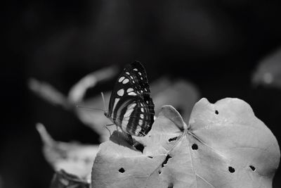 Butterfly on leaf during sunny day