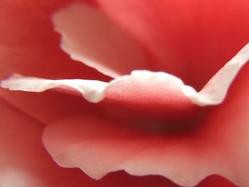 Close-up of red rose