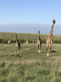 Masai mara- giraffes 