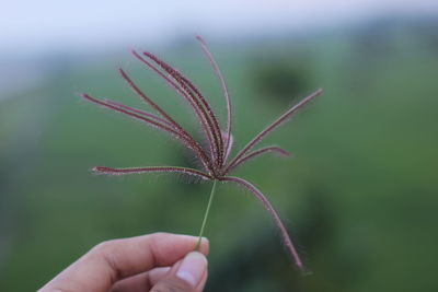 Close-up of hand holding plant