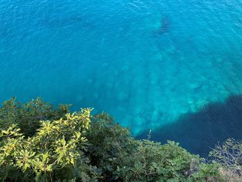 High angle view of plants by sea