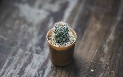 High angle view of succulent plant on table