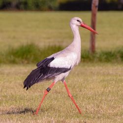 Close-up of bird perching on grass