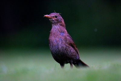 Close-up of a bird perching on a plant