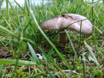 Close-up of mushroom growing on field