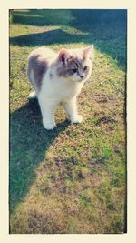 Dog standing on grass