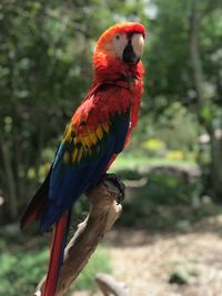 Close-up of scarlet macaw perching on tree