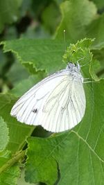 Close-up of butterfly on leaf