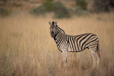 Zebra standing on field