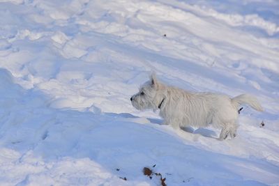 View of a dog on snow covered landscape