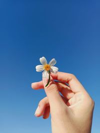 Close-up of hand holding flower against blue sky