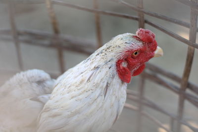 Close-up of a parrot in cage