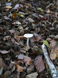 Close-up of mushrooms in autumn leaves