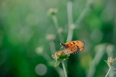 Beautiful yellow beetle in the garden,
beautiful wasp with background copy space text