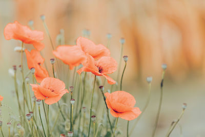 Close-up of orange flowering plants