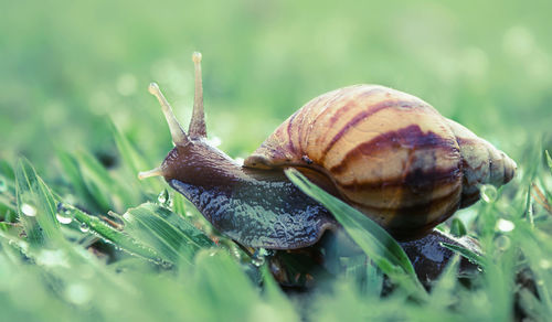 Close-up of snail on leaf