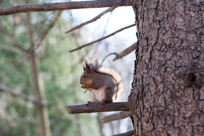 Squirrel on tree trunk