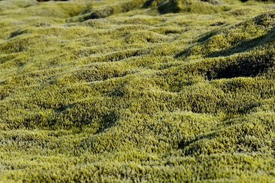 Scenic view of agricultural field