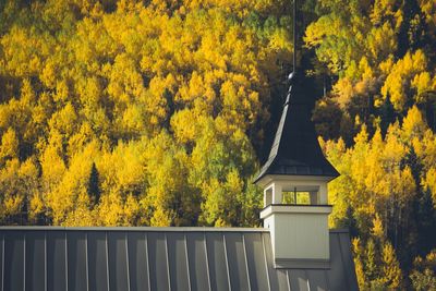 Trees by yellow wall during autumn