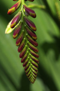 Close-up of green leaves