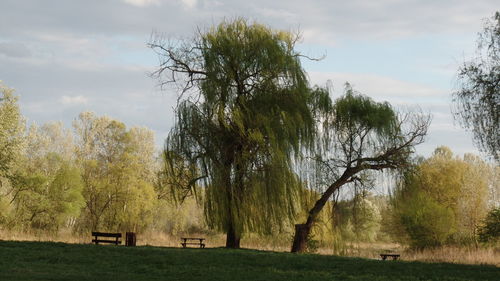 Trees on field against sky