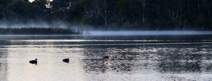 View of ducks swimming in lake