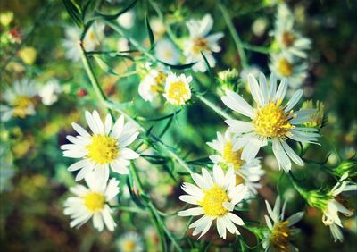 Close-up of white flower