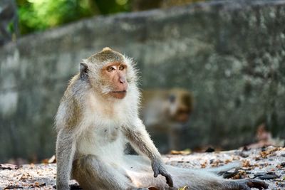 Close-up of monkey