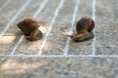 Close-up of snails by white markings