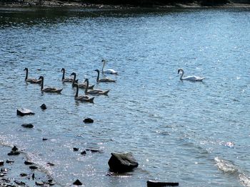 Birds in water