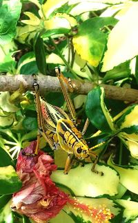 Close-up of insect on plant