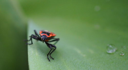 Close-up of insect on leaf