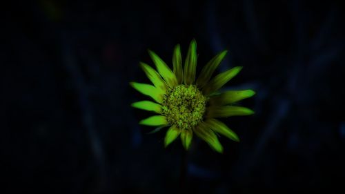 Close-up of flower growing outdoors