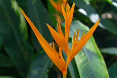 Close-up of orange flowering plant