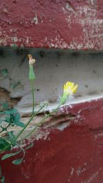Close-up of red flower