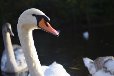 Close-up of swan swimming in lake