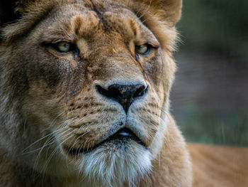 Close-up portrait of a cat