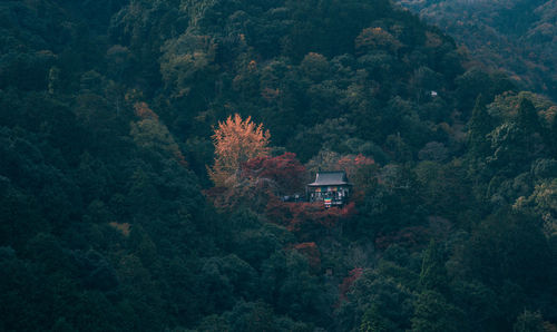 High angle view of trees in forest