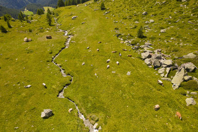 Photo taken from above with a drone of a green pasture  with sprawled cows and a flowing stream