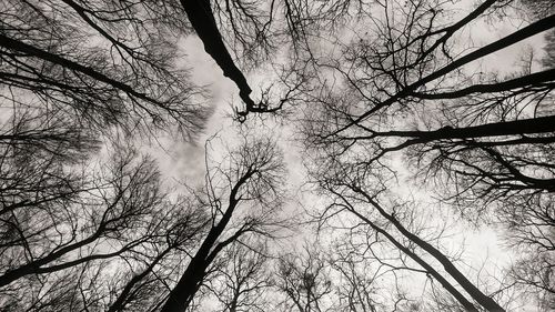 Low angle view of silhouette trees against sky