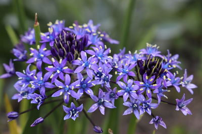 Close-up of purple flowering plant