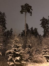 Low angle view of trees on field against sky