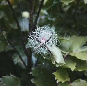 Close up of flowers