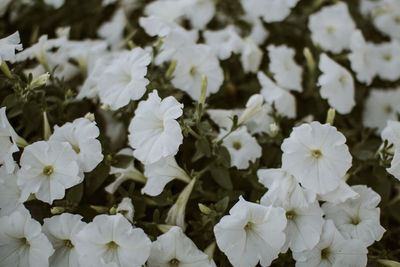 Close-up of white flowers blooming outdoors