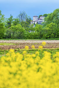 Yellow flowers growing on field by building against sky