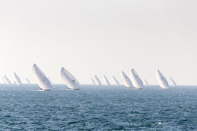 Traditional sailing dhows race back to abu dhabi at 60 feet dhow sailing race. round 1.