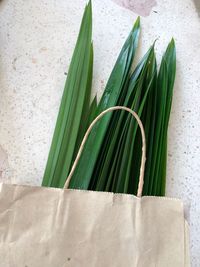 High angle view of fresh green leaves on plant