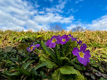 Close-up of purple flowering plants on field