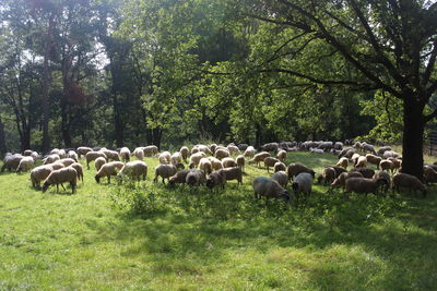 Flock of sheep in farm